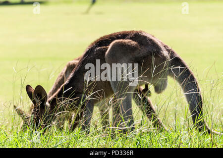 Un orientale canguro grigio (Macropus giganteus) giornate di pascolo su terreno aperto nei pressi di Caloundra in Queensland, Australia Foto Stock