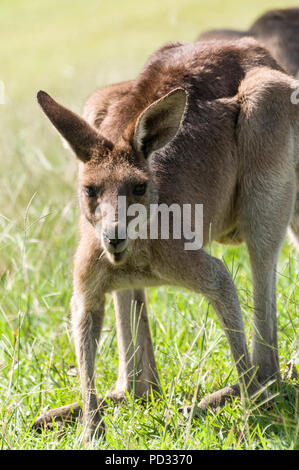 Un orientale canguro grigio (Macropus giganteus) giornate di pascolo su terreno aperto nei pressi di Caloundra in Queensland, Australia Foto Stock