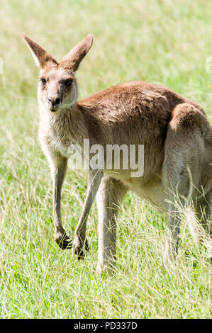 Una femmina grigio orientale canguro (Macropus giganteus) giornate di pascolo su terreno aperto nei pressi di Caloundra in Queensland, Australia Foto Stock