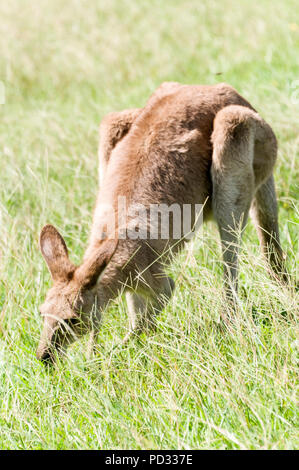 Una femmina grigio orientale canguro (Macropus giganteus) giornate di pascolo su terreno aperto nei pressi di Caloundra in Queensland, Australia Foto Stock