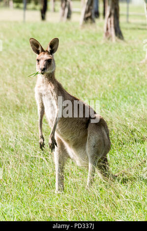 Una femmina grigio orientale canguro (Macropus giganteus) giornate di pascolo su terreno aperto nei pressi di Caloundra in Queensland, Australia Foto Stock