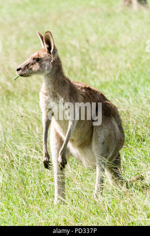 Una femmina grigio orientale canguro (Macropus giganteus) giornate di pascolo su terreno aperto nei pressi di Caloundra in Queensland, Australia Foto Stock