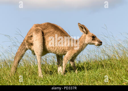 Una femmina grigio orientale canguro (Macropus giganteus) giornate di pascolo su terreno aperto nei pressi di Caloundra in Queensland, Australia Foto Stock