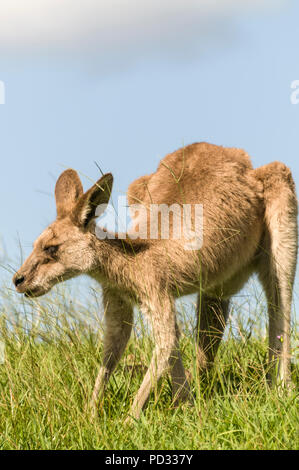 Una femmina grigio orientale canguro (Macropus giganteus) giornate di pascolo su terreno aperto nei pressi di Caloundra in Queensland, Australia Foto Stock