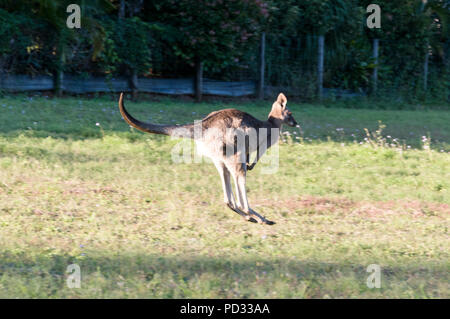 Un orientale Canguro grigio (Macropus giganteus) saltando su terra aperta sulla Costa del Sole nel Queensland, Australia Foto Stock