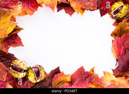Primo piano della cornice fatta di secco passel autunno caduta delle foglie in colori caldi tre conkers,(castagne, buckeyes) recumbent su sfondo bianco Foto Stock