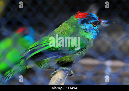 Blue throated barbet-van vieng-Repubblica democratica popolare del Laos Foto Stock