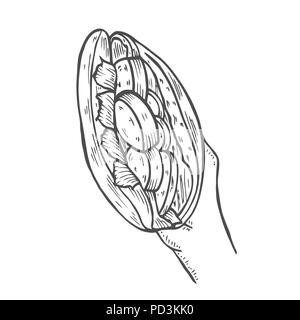 Shawarma in mano Illustrazione Vettoriale