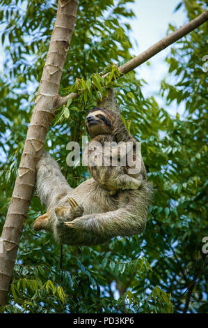 Panama fauna selvatica con un tre-toed Sloth, Bradypus variegatus, madre e giovane, nella foresta pluviale accanto al lago Gatun, Repubblica di Panama. Foto Stock