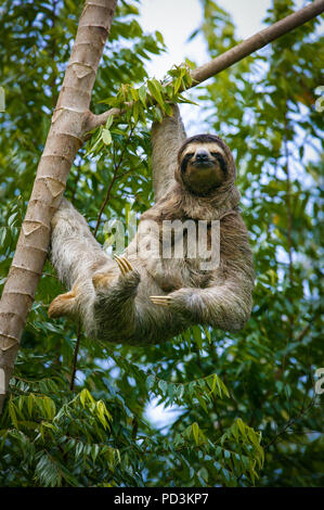 Il bradipo, Bradypus variegatus, madre e giovane nella foresta pluviale accanto al Lago di Gatun, Repubblica di Panama. Foto Stock