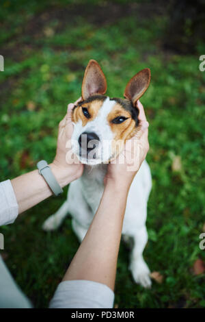 Ritagliare le mani petting cane Foto Stock