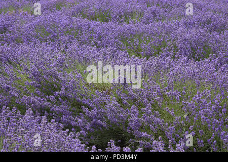 Campo di lavanda,Agriturismo Castello,Shoreham,Kent.UK Foto Stock