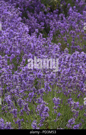 Campo di lavanda,Agriturismo Castello,Shoreham,Kent.UK Foto Stock