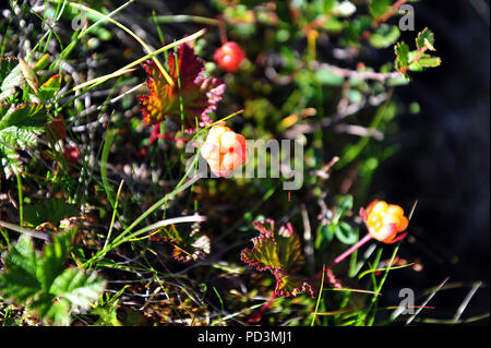 Un paio di bacche di rovo in un ambiente naturale. La foto in orizzontale. Foto Stock