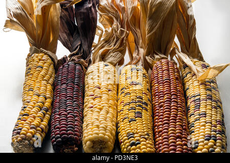 Diverse varietà di tutoli di mais Foto Stock