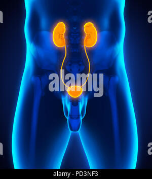 Reni umani anatomia Foto Stock