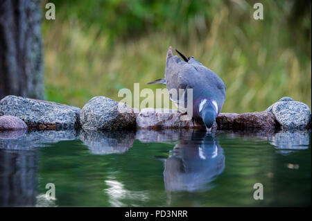 Il comune il Colombaccio ( Columba palumbus) bere, dalla parte anteriore, presso il fiume con un bello sfondo sfocato, agosto in Uppland, Svezia Foto Stock