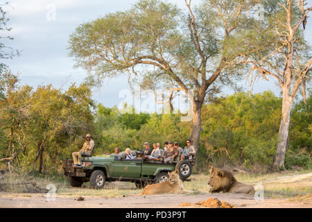 Vista panoramica i turisti in un gioco aperto guidare il veicolo guardando un maschio e femmina (lion Panthera leo) giacente insieme Foto Stock