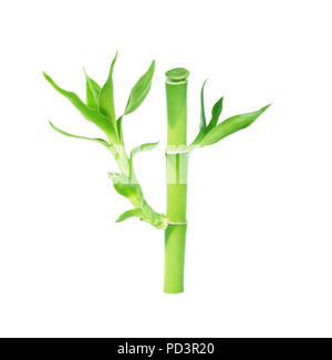 Stelo di Lucky Bamboo (Dracaena Sanderiana) con foglie verdi, isolato su sfondo bianco Foto Stock