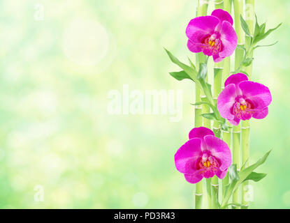 Più gambo di Lucky Bamboo (Dracaena Sanderiana) con foglie verdi e due rosa fiori di orchidea, isolato su sfondo bianco, con copy-spazio Foto Stock