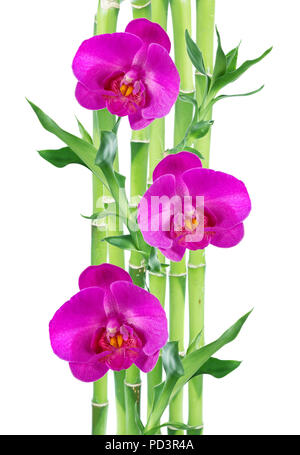 Più gambo di Lucky Bamboo (Dracaena Sanderiana) con foglie verdi e due rosa fiori di orchidea, isolato su sfondo bianco, con copy-spazio Foto Stock