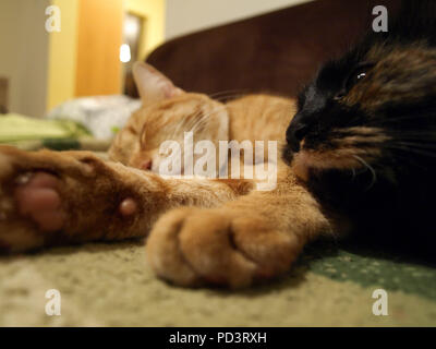 Due gatti in appoggio sul divano in soggiorno Foto Stock