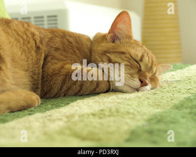 Orange tabby gatto dorme sul divano Foto Stock