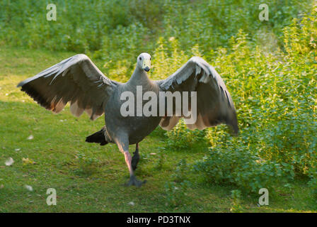 Attaccare Capo d'oca oca sterile (Cereopsis novaehollandiae) Foto Stock