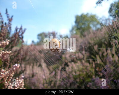 I quattro spot Orb-weaver spider (Araneus quadratus) in un nastro in corrispondenza di una brughiera nel Surrey, Regno Unito - eriche che fiorisce in background Foto Stock