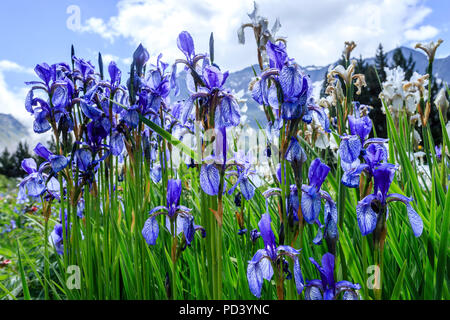 Francia, Hautes Alpes, Villar d'Arene, giardino botanico alpino del Lautaret //Francia, Hautes-Alpes, (05), Villar-d'arène, Jardin Alpin du Lautaret, iris Foto Stock