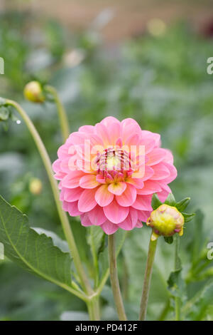 Dahlia 'Rosa Runner' Fiore. Foto Stock