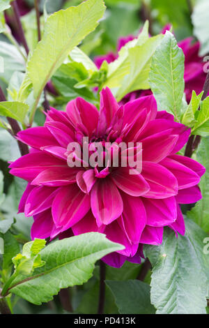 Dahlia Thomas A. Edison fiori. Foto Stock