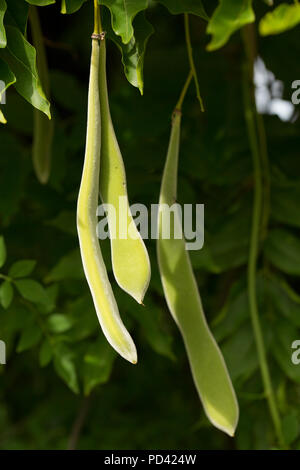 Semi di glicine pods appeso ad una pianta di glicine crescente contro una casa in un giardino in Lancashire North West England Regno Unito GB. Foto Stock