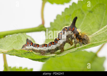 Un pugnale grigio moth caterpillar, Acronicta psi, trovato l'alimentazione sulle foglie bullace fotografata in uno studio prima del rilascio. Nord Inghilterra Dorset Regno Unito GB Foto Stock