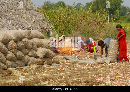 Attività di ordinamento e il riempimento di cipolle in sacchi di iuta. Foto Stock