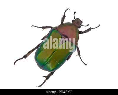 Rose chafer, Cetonia aurata, isolato su sfondo bianco. Bellissimo scarabeo iridescente. Foto Stock