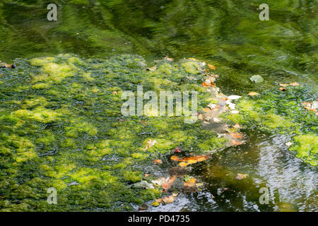 Alghe verdi galleggianti su un lago durante l'ondata di caldo britannica del 2018, Inghilterra, Regno Unito Foto Stock