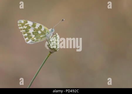 Vasca Butterfly bianca (Pontia Daplidice) Foto Stock