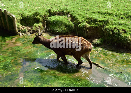 Philippine Spotted Deer Foto Stock