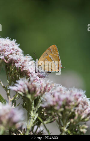 Brown hairstreak butterfly (Thecla betulae), alimentazione sulla canapa agrimonia. Foto Stock