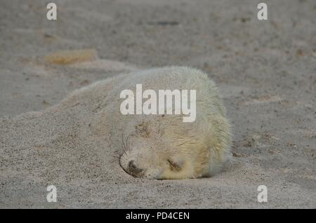 Le foche grigie, Kegelrobbe, Halichoerus grypus, Helgoland, Düne, Nordsee, Mare del Nord, Deutschland, Germania Foto Stock