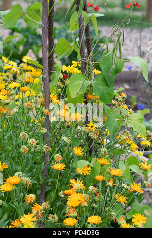 Calendula officinalis calendula fiori che crescono sotto i baccelli su un riparto. Regno Unito Foto Stock