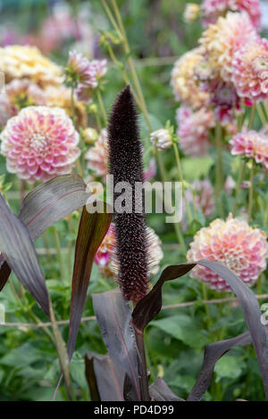 Pennisetum glaucum 'Barone Viola". Miglio ornamentali su un fiore visualizza. Regno Unito Foto Stock