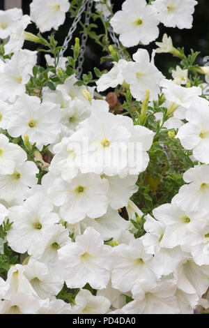 La Petunia "Fanfare bianchi " fiori in una cesta appesa Foto Stock