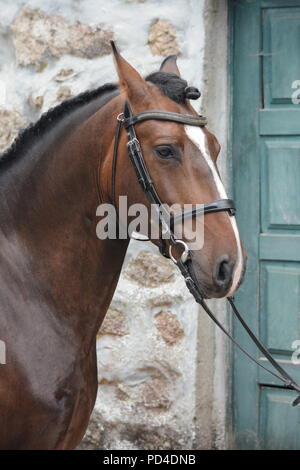 Una baia intrecciato Lusitano cavallo con blaze in briglia contro il muro di pietra e porta verde Foto Stock