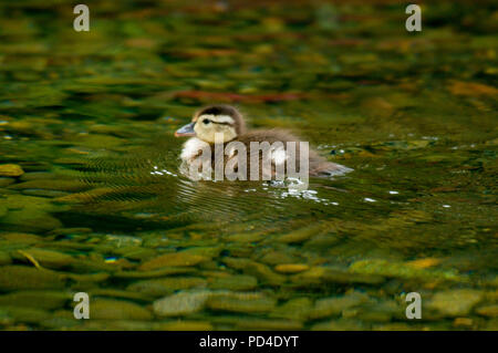 Legno pulcino di anatra, Crystal molle Rhododendon giardini, Portland, Oregon Foto Stock