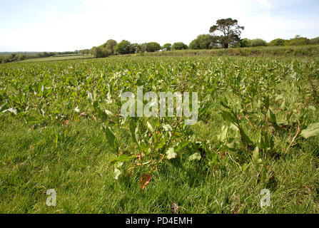 Campo sopraffare con dock piante Devon Foto Stock