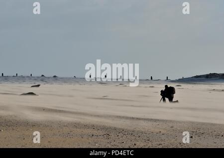 Sigilli grigi, Kegelrobe, Halichoerus grypus, Helgoland, mare del nord, Nordsee, germania, Germania Foto Stock