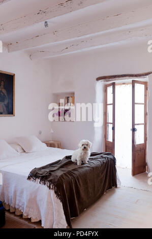 Cane sul letto in stile rustico, camera da letto Foto Stock