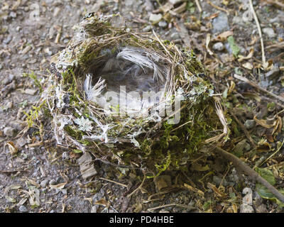Abbandonato uccelli nidificano sul terreno, costruito rom piume moss e ramoscelli, Oslo Norvegia Foto Stock
